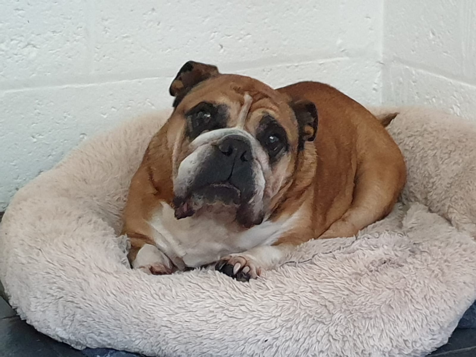 Bulldog settled in bed at Qualco Kennels