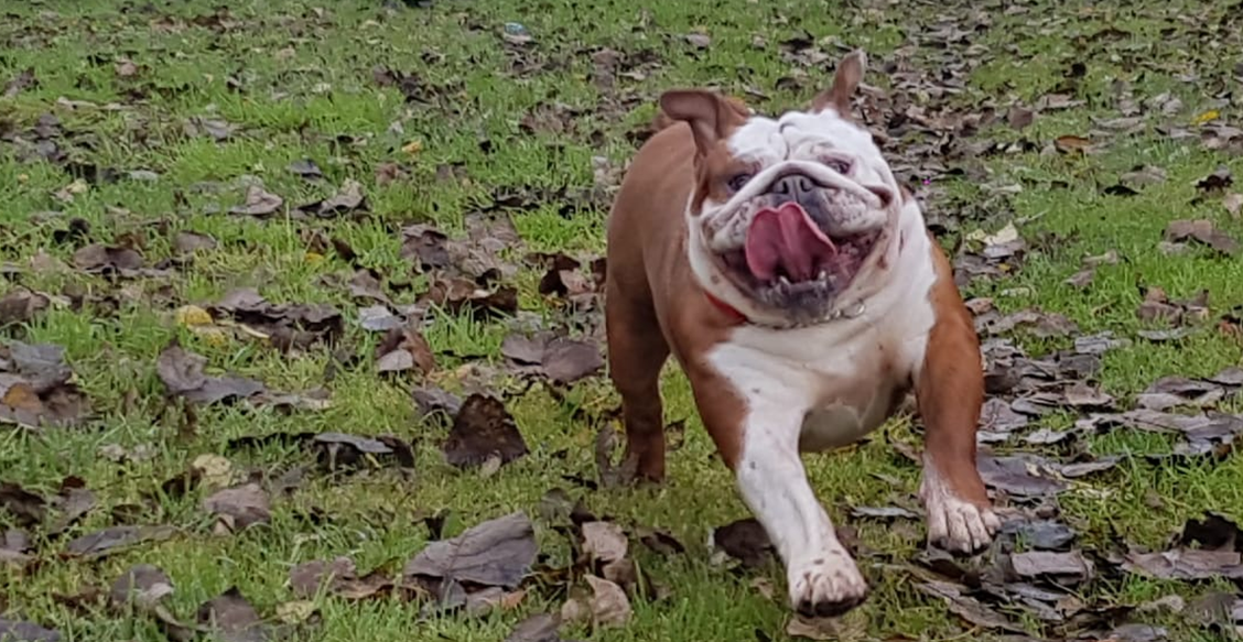 Happy Bulldog running in the grounds at Qualco Kennels