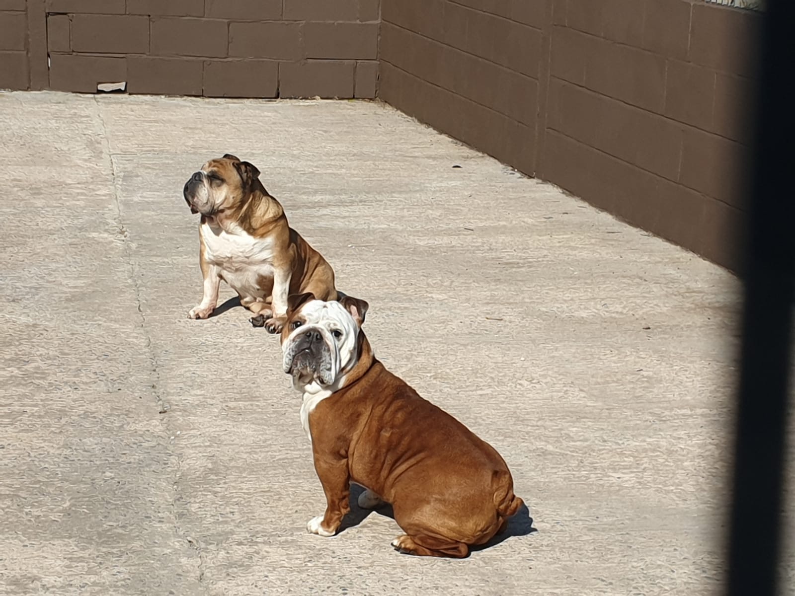 Two Bulldogs in the outdoor run at Qualco Kennels