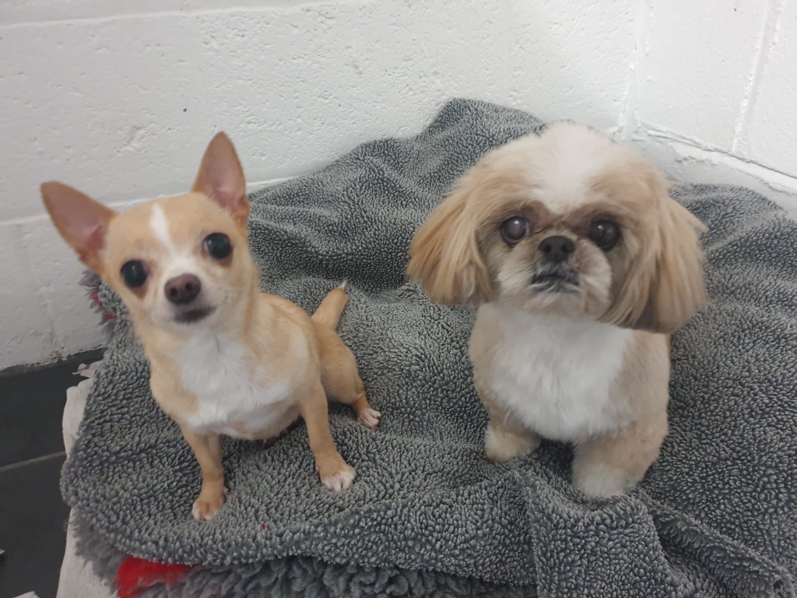 Chihuahua and Shih Tzu sharing a blanket at Qualco Kennels