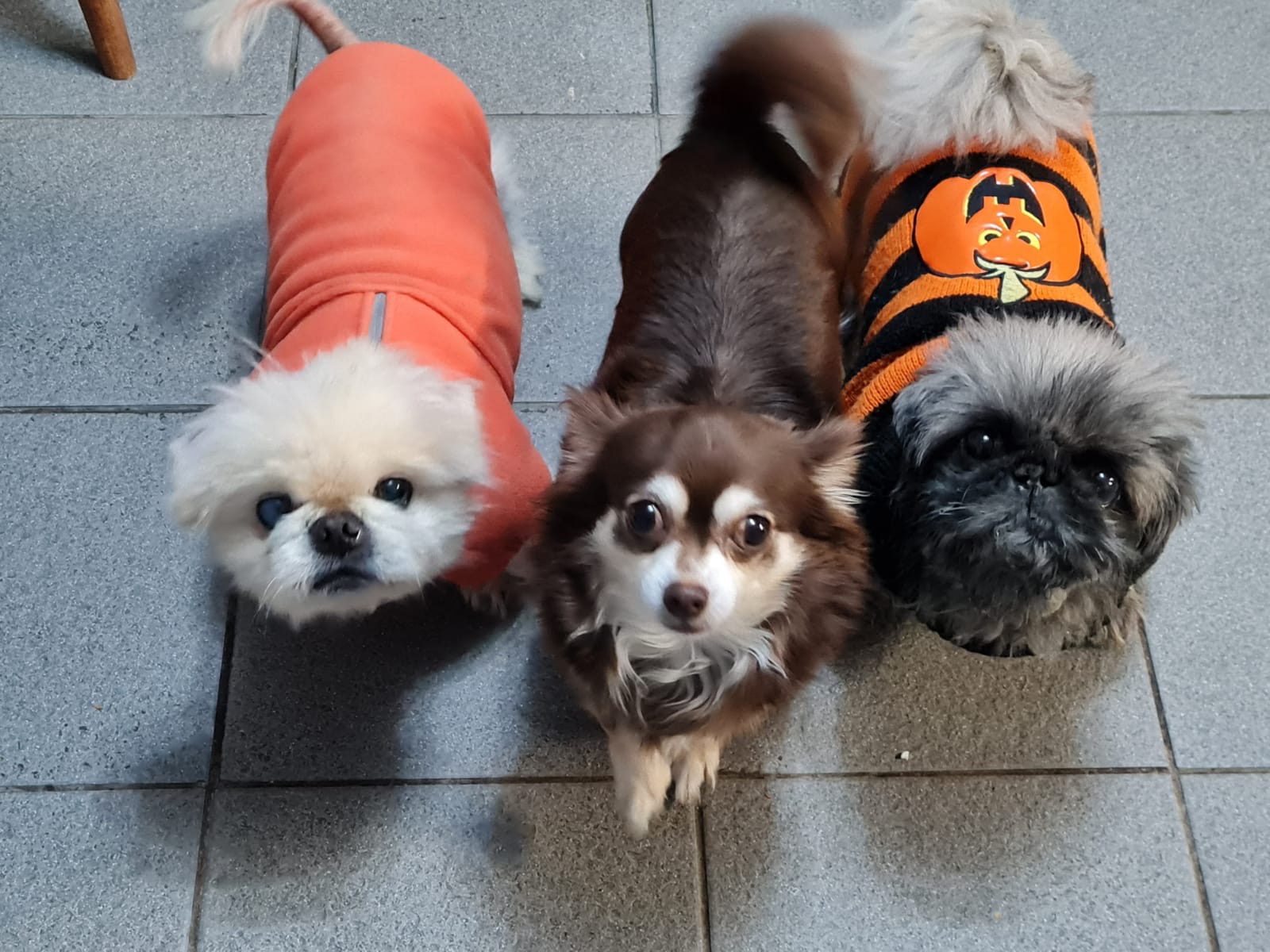 Dogs dressed up for Halloween at Qualco Kennels