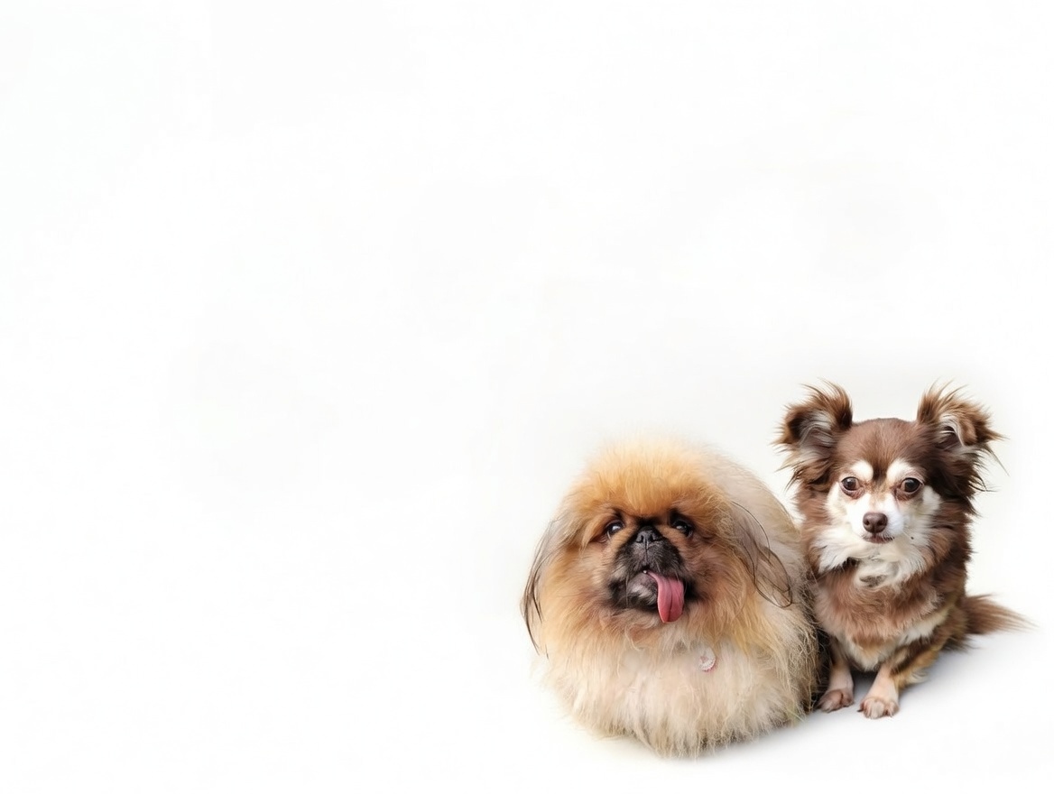 Pekingese and Chihuahua at Qualco Kennels