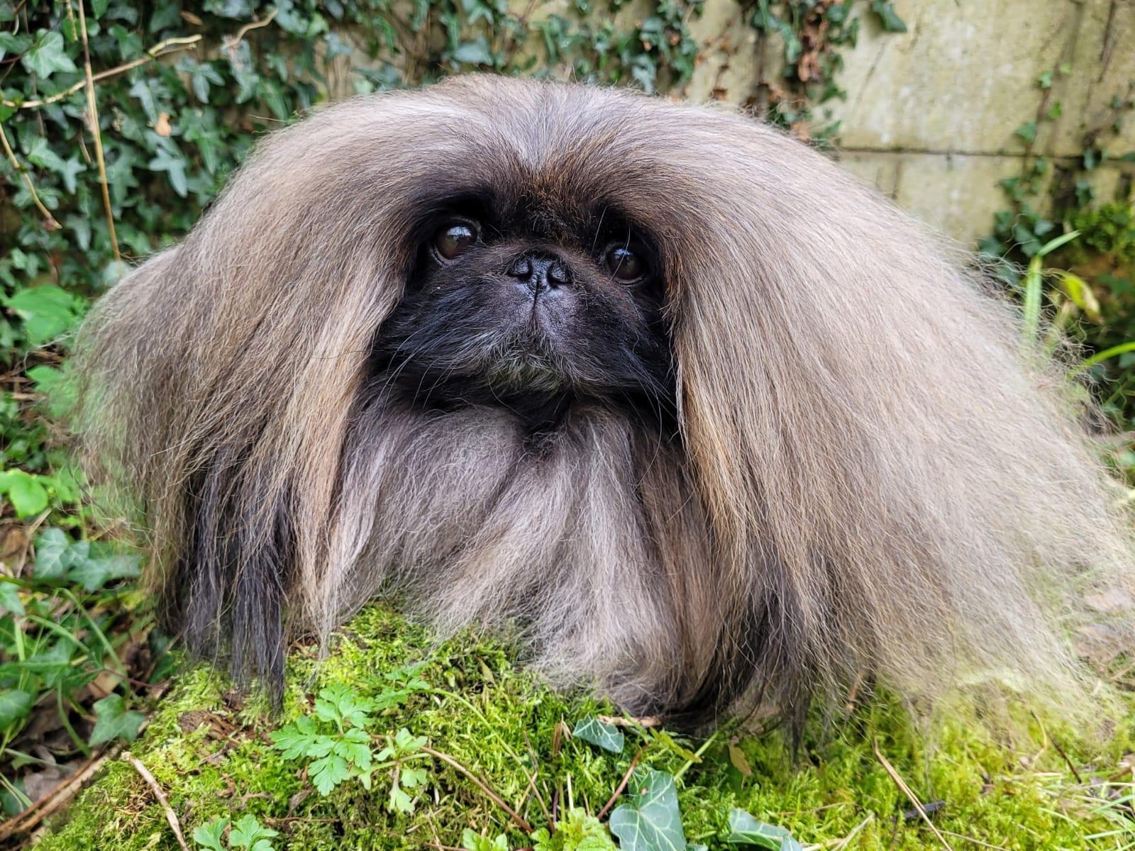 Pekingese in the garden at Qualco Kennels