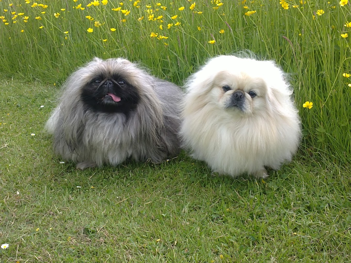 Two happy Pekingese dogs on the grass at Qualco Kennels